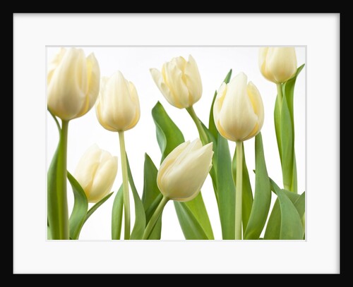 Tulip flowers by Assaf Frank